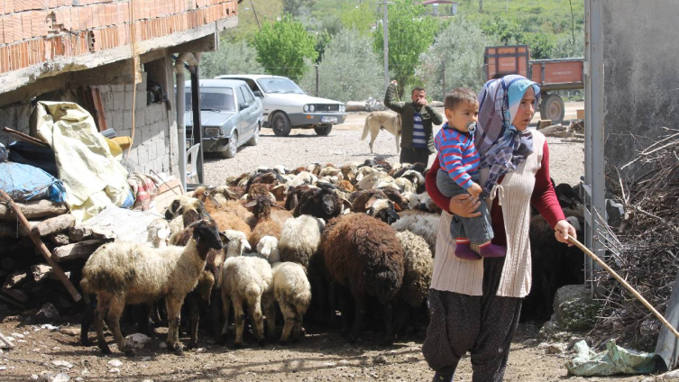 Dört çocuk annesi devletten aldığı destekle 230 koyunluk sürünün sahibi oldu